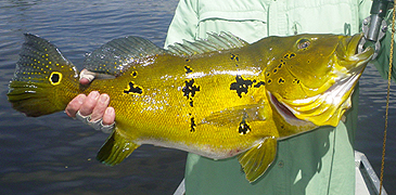 3254_Vazzoleri Peacock_Cichla vazzoleri.jpg 3254_Vazzoleri Peacock_Cichla vazzoleri.jpg